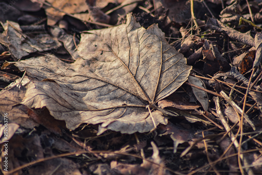 Dry autumn leaves . leaves texture background