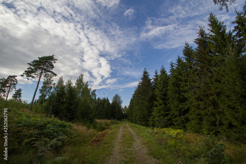 Rroad in the forest