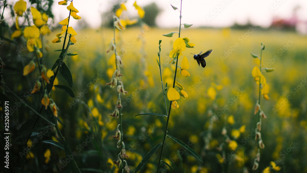 Obraz premium Flower