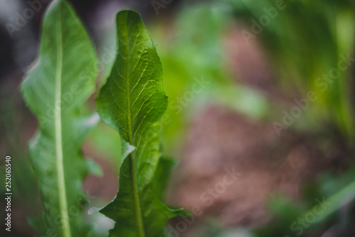 Leaf green