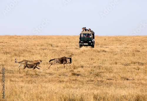 People watching Cheetah hunting wildebeest