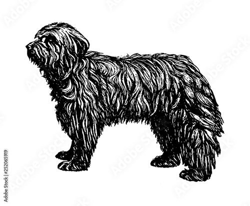 Old English Shepherd Bobtail dog vintage vector hand drawn illustration