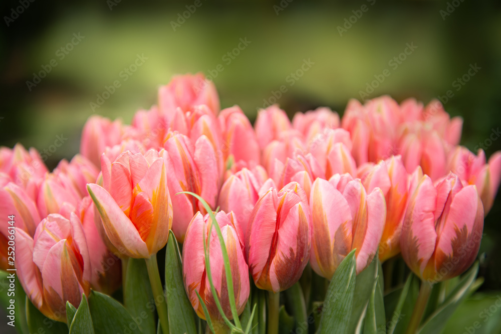 bouquet of pink tulips, spring flowers bouquet of pink tulips, spring flowers