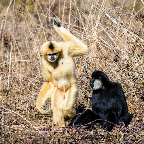 Common gibbon, White-handed gibbon