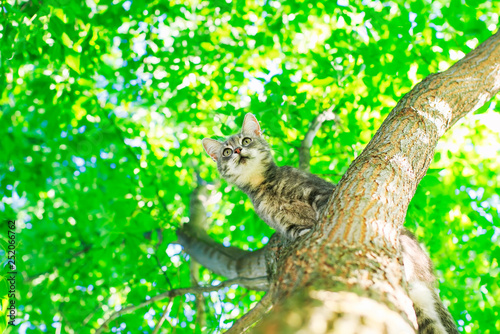 bottom view of the beautiful cute tabby kitten sits high on a tree with bright foliage in a sunny summer garden