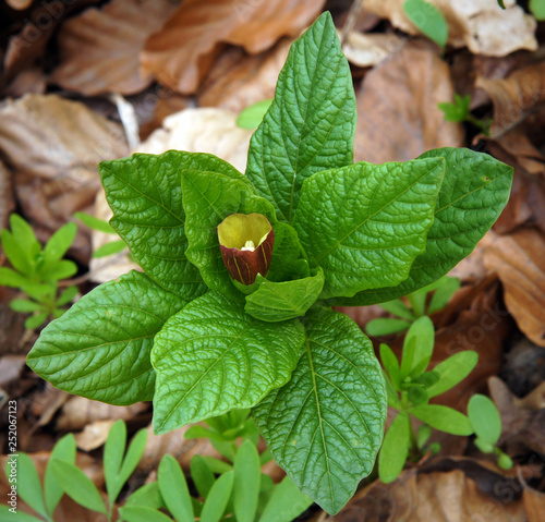 Flowering Scopolia carniolica photo