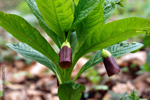 Flowering Scopolia carniolica photo