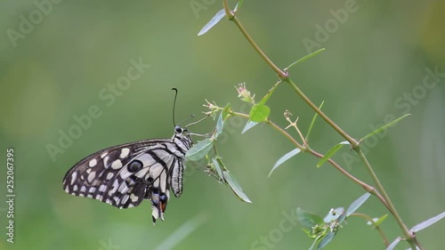 Beautiful Video of a common lime butterfly sitting on the flower plants in its natural habitat.