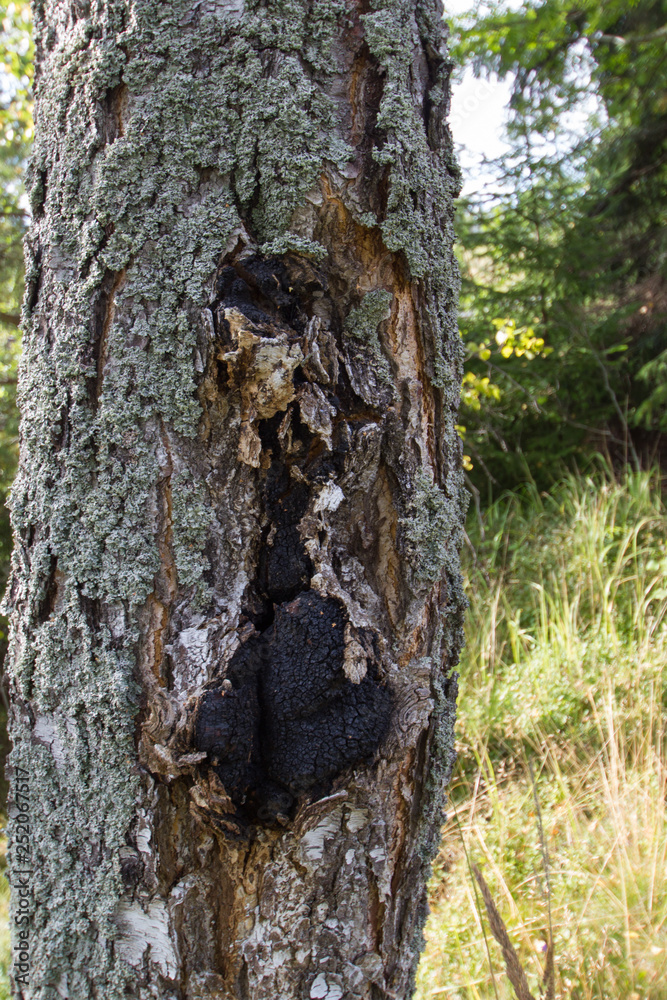 Changa Mushroom in a Birch Tree Changa Mushroom in a Birch Tree