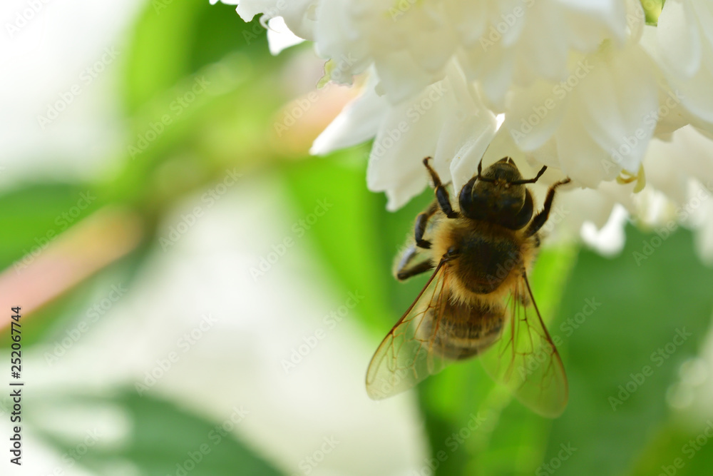 Bee flying and collecting fine dust from blossom flower 