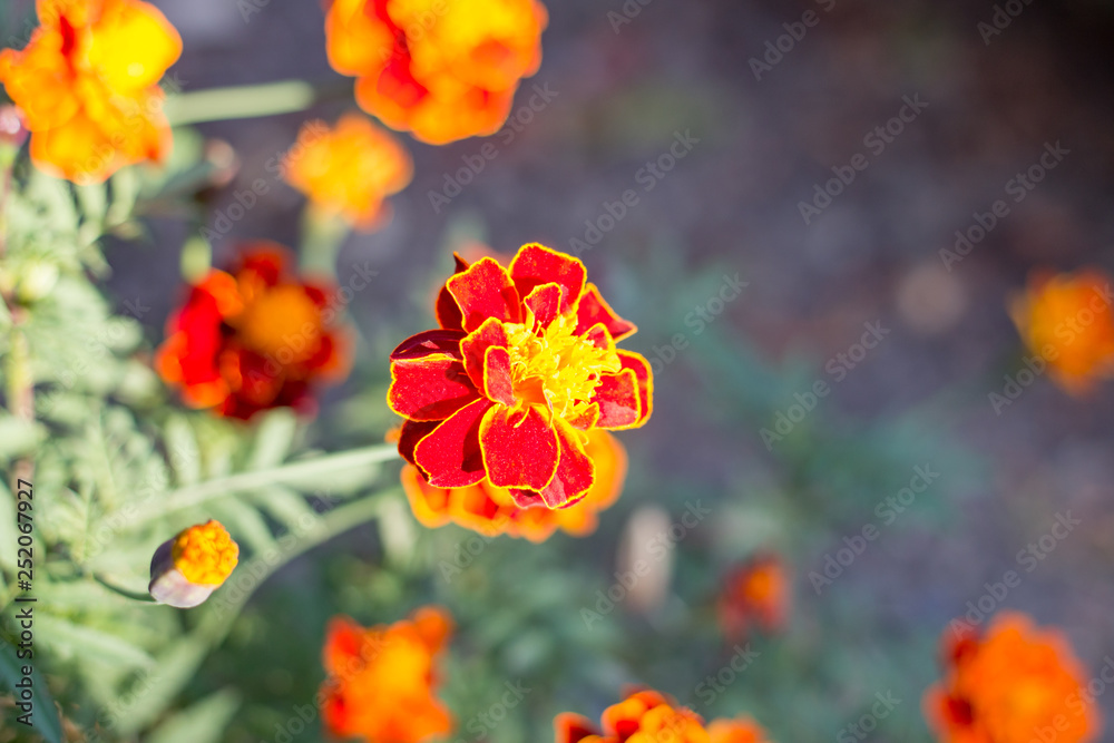 Red yellow flowers on wall background daytime Red yellow flowers on wall background daytime