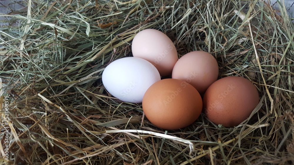 Eggs in hay. Preparation for Easter. Farm lifestyle in the countryside, fresh eggs from the farm in the countryside. Eggs in hay. Preparation for Easter. Farm lifestyle in the countryside, fresh eggs from the farm in the countryside.