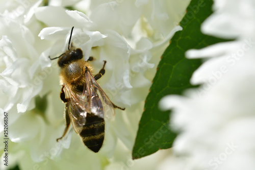 Macro Bee polinating flower in blossom  © Pavol Klimek