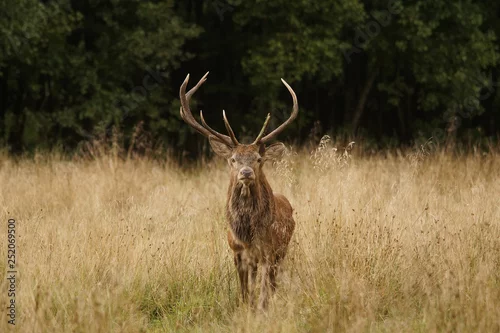 Tapety jeleń szlachetny byk