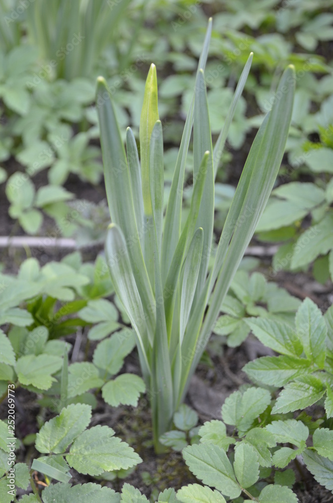 Obraz premium sprout