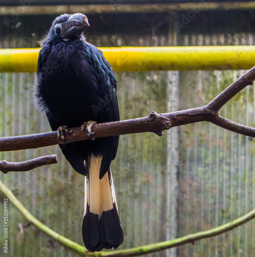 Portrait of a female Visayan hornbill sitting on a branch in the aviary, Big tropical bird from the philippines, Endangered animal specie photo