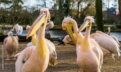 portrait of two rosy pelicans together with their pelican family, group of birds from Europe
