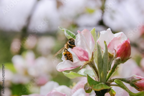 Biene an Apfelblüten im Frühling