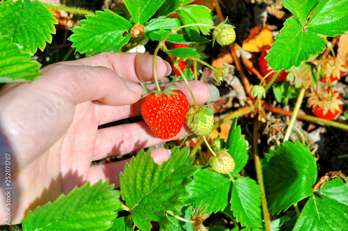  Woman hand with fresh strawberries collected in the garden. Fresh organic strawberries growing on the field. Close up, selective focus
