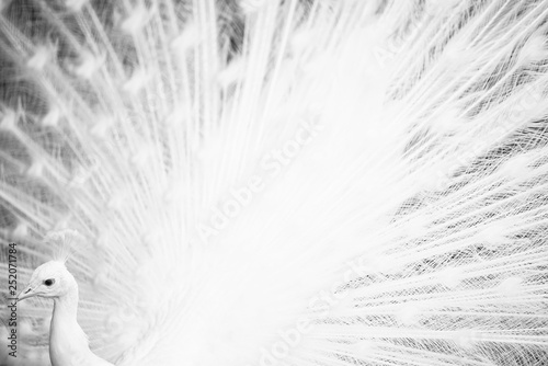 white peacock