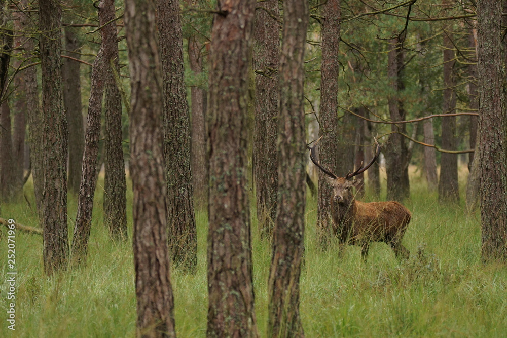 jeleń szlachetny byk
