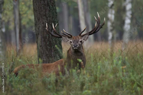 Fototapeta jeleń szlachetny byk
