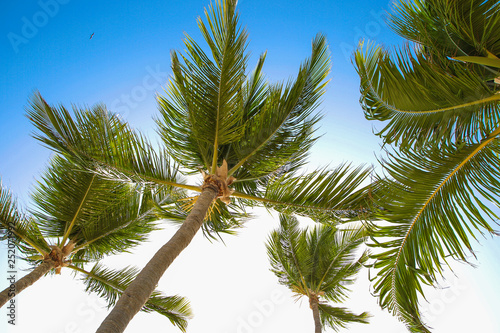 Tropical palm trees and leaves, blue sky and sun lights on background. © Алексей Белозерский