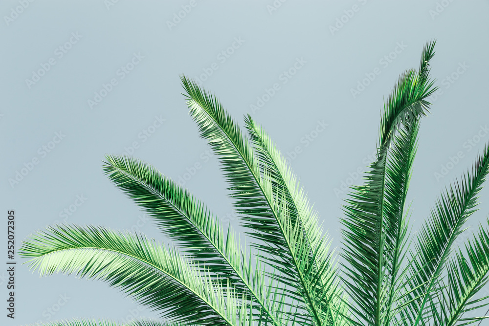 Palm green leaves. Natural texture background with copy space. Palm green leaves. Natural texture background with copy space.