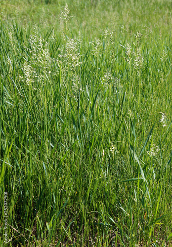 The tall fescue photo