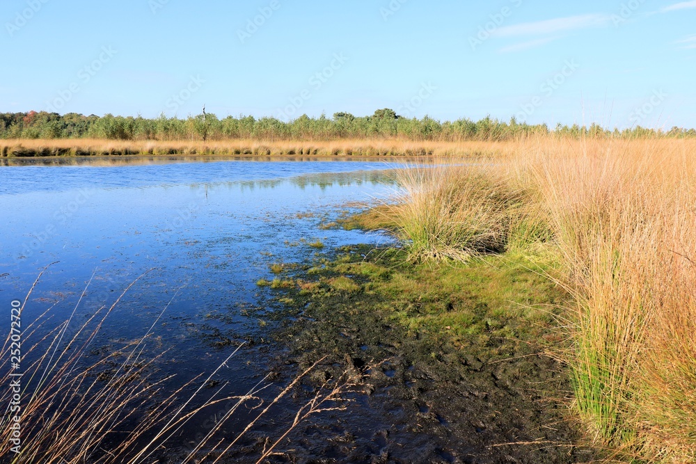 swamp in the cross border park the Zoom and Kalmthout heath in Belgium, the Netherlands