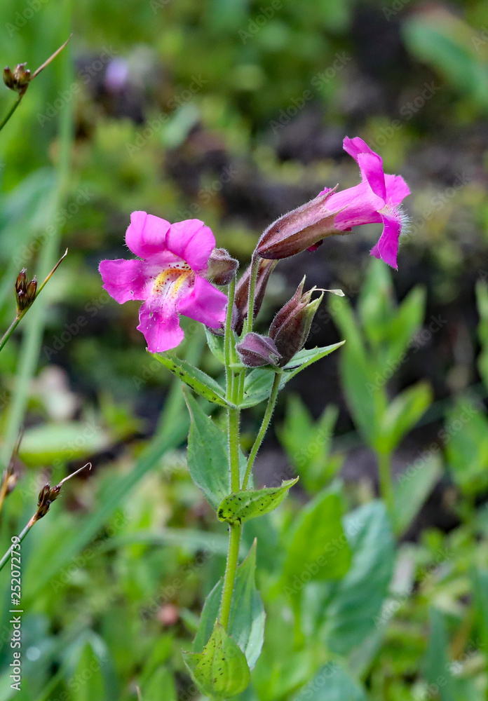 Monkeyflowers