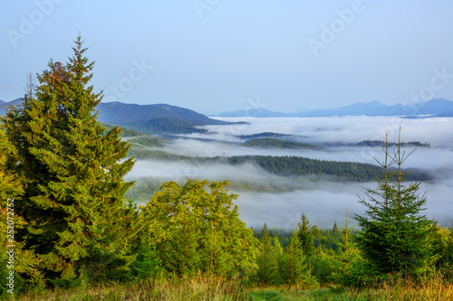 Cloudless morning over the wooded mountains. Bright green grass and spruces in the foreground. Fog in the valley.