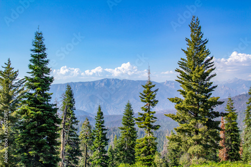 Sequoia tree framed by greenery  mountain and clear blue sky in Sequoia National Park
