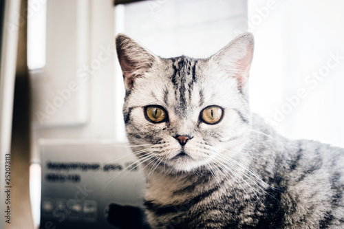 portrait of British grey cat