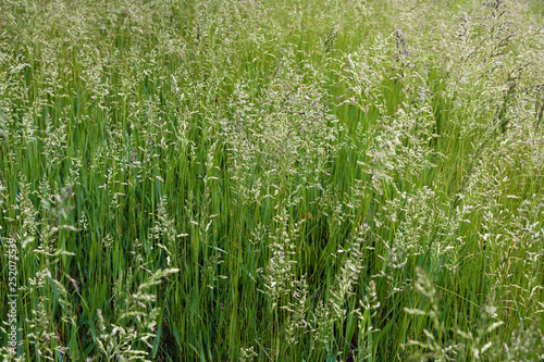 The tall fescue