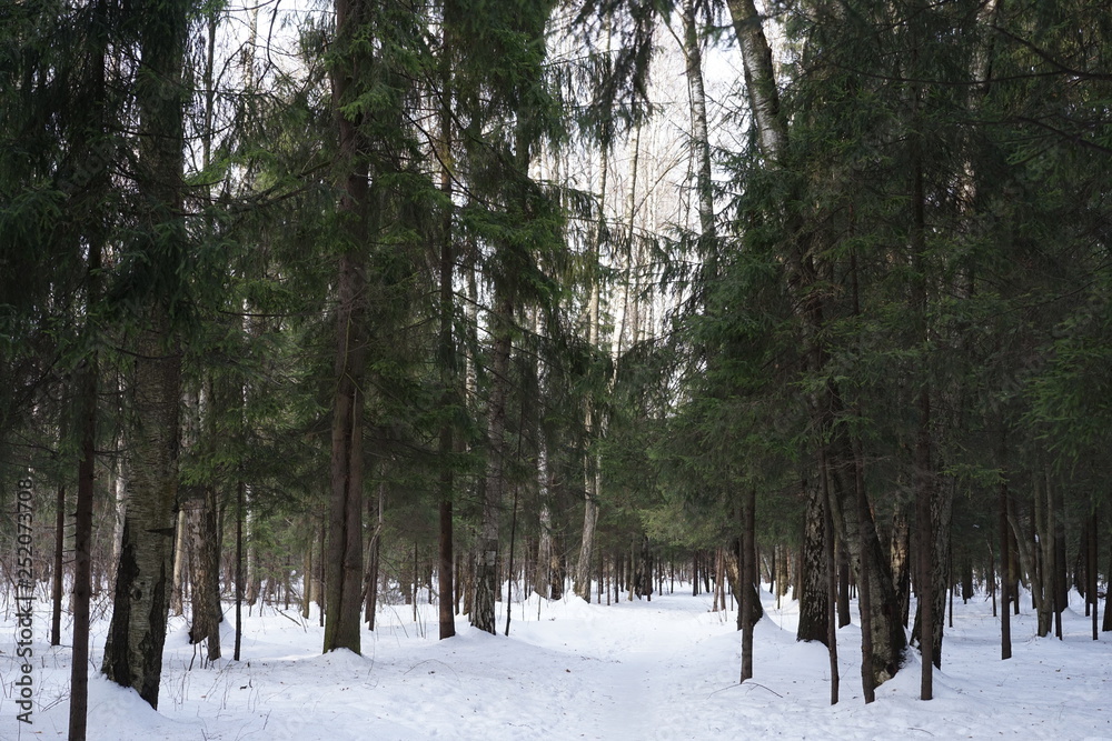 Fototapeta premium Cold winter forest