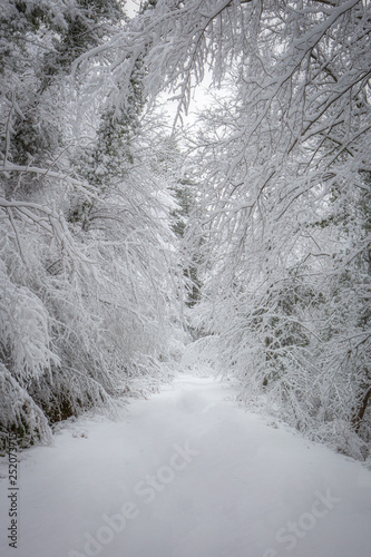 Neige dans la forêt de Saou