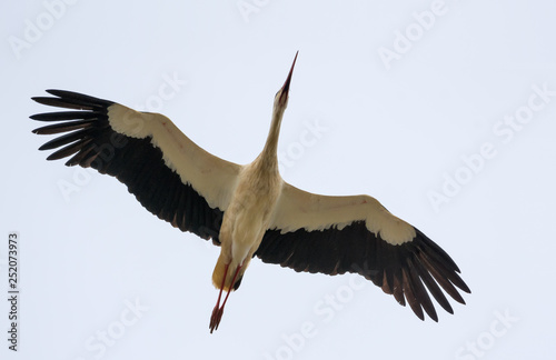 White stork soaring with stretched wings over camera in the light colored sky
