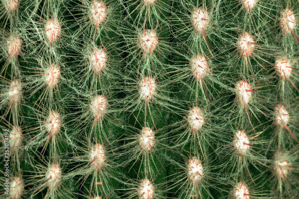cactus with needles background image