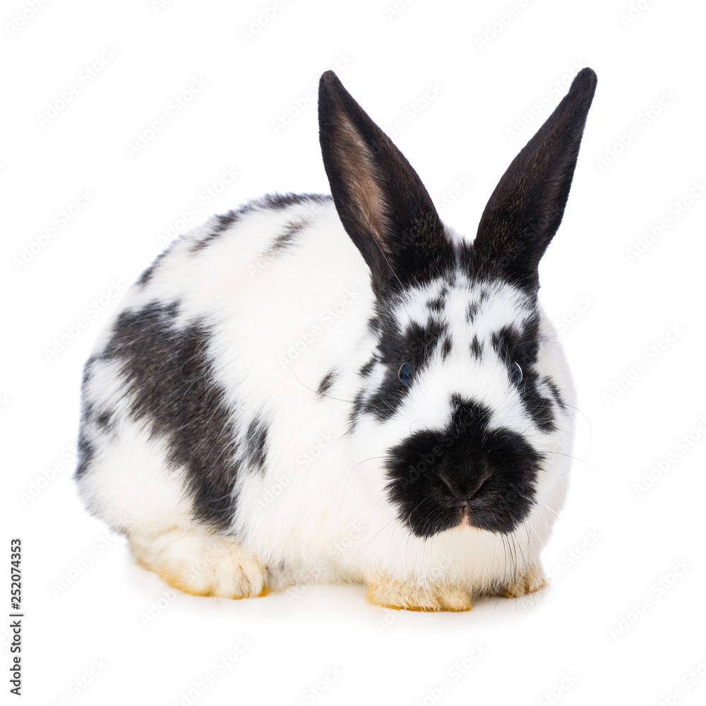 German giant rabbit on white background German giant rabbit on white background