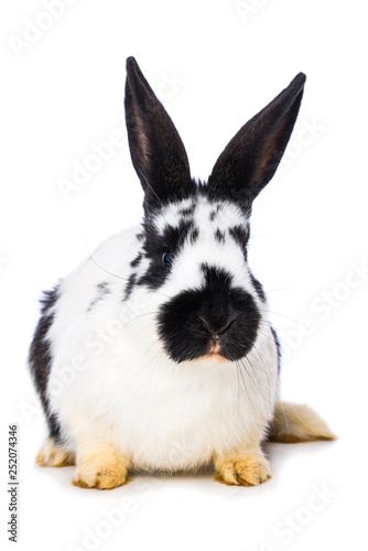 German giant rabbit on white background