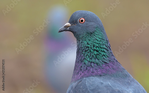 Adult Rock Dove very close bird portrait with face and eyes in high definition