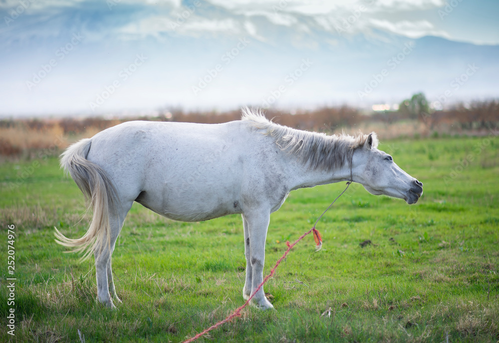 White horse on the green field. White horse on the green field.