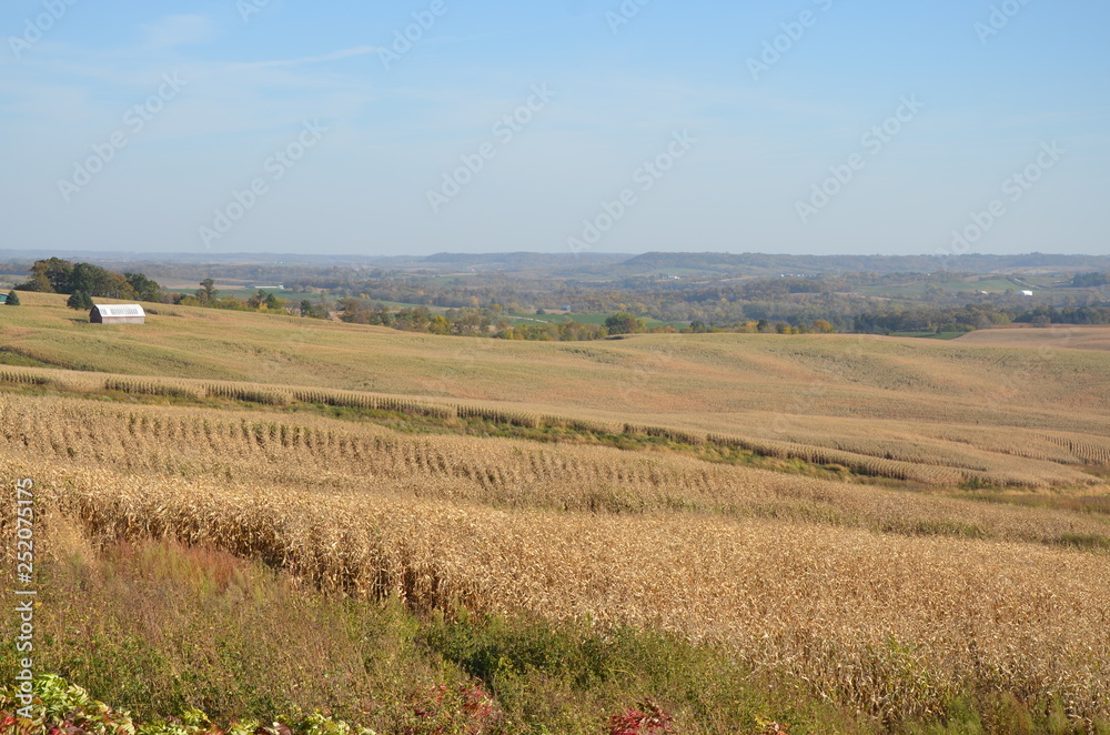 landscape with Corn field and blue sky
