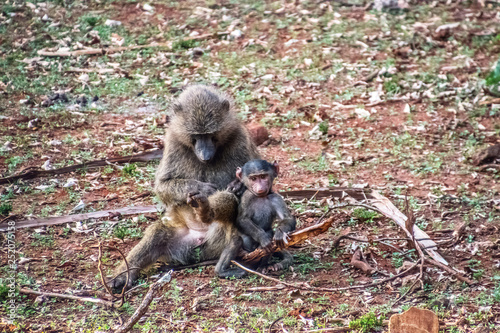 Tableau sur toile baboon with baby delousing