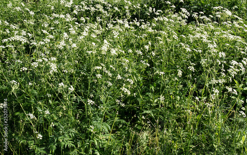 Blooming Poison Hemlock