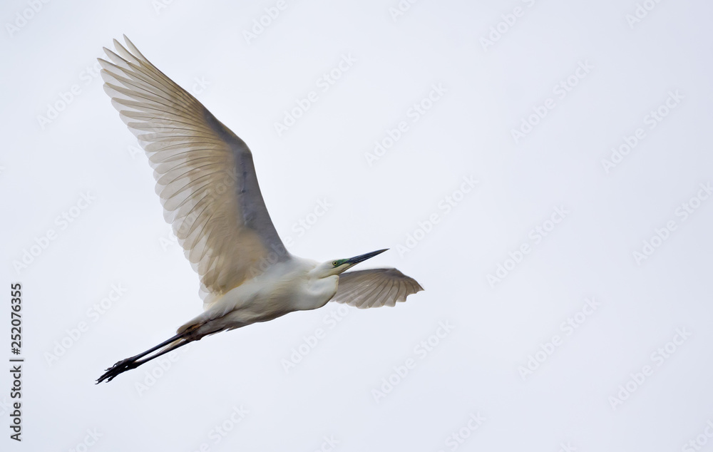 Great White Egret in flight with fully spreaded wings and light white sky Great White Egret in flight with fully spreaded wings and light white sky
