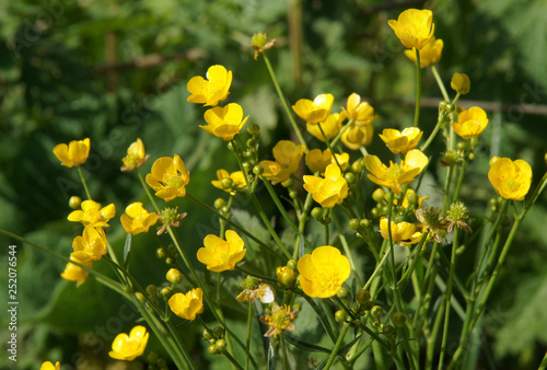 Ranunculus acris flowers photo