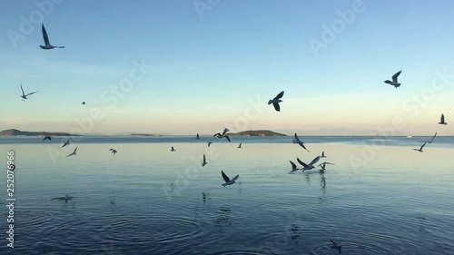 Seagulls swimming and flying above the sea, seagulls floating on the sea, lots of birds flying above blue sea