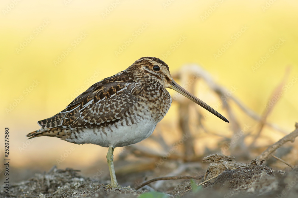 bird on the beach bird on the beach